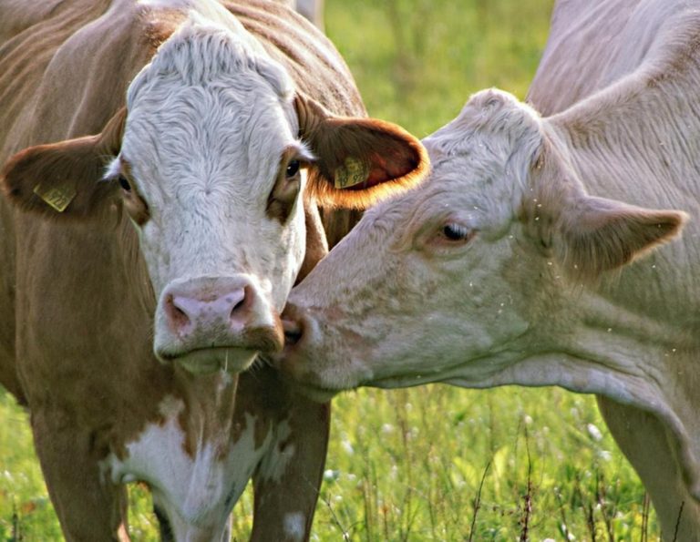 Lee más sobre el artículo De vínculos y vacas: dinámicas sociales y malestar en las explotaciones
